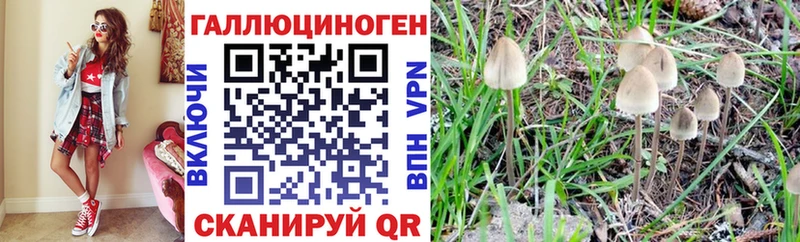 хочу   Котово  Псилоцибиновые грибы Psilocybine cubensis 